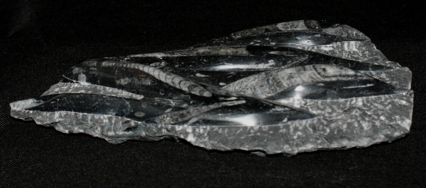 Orthoceras